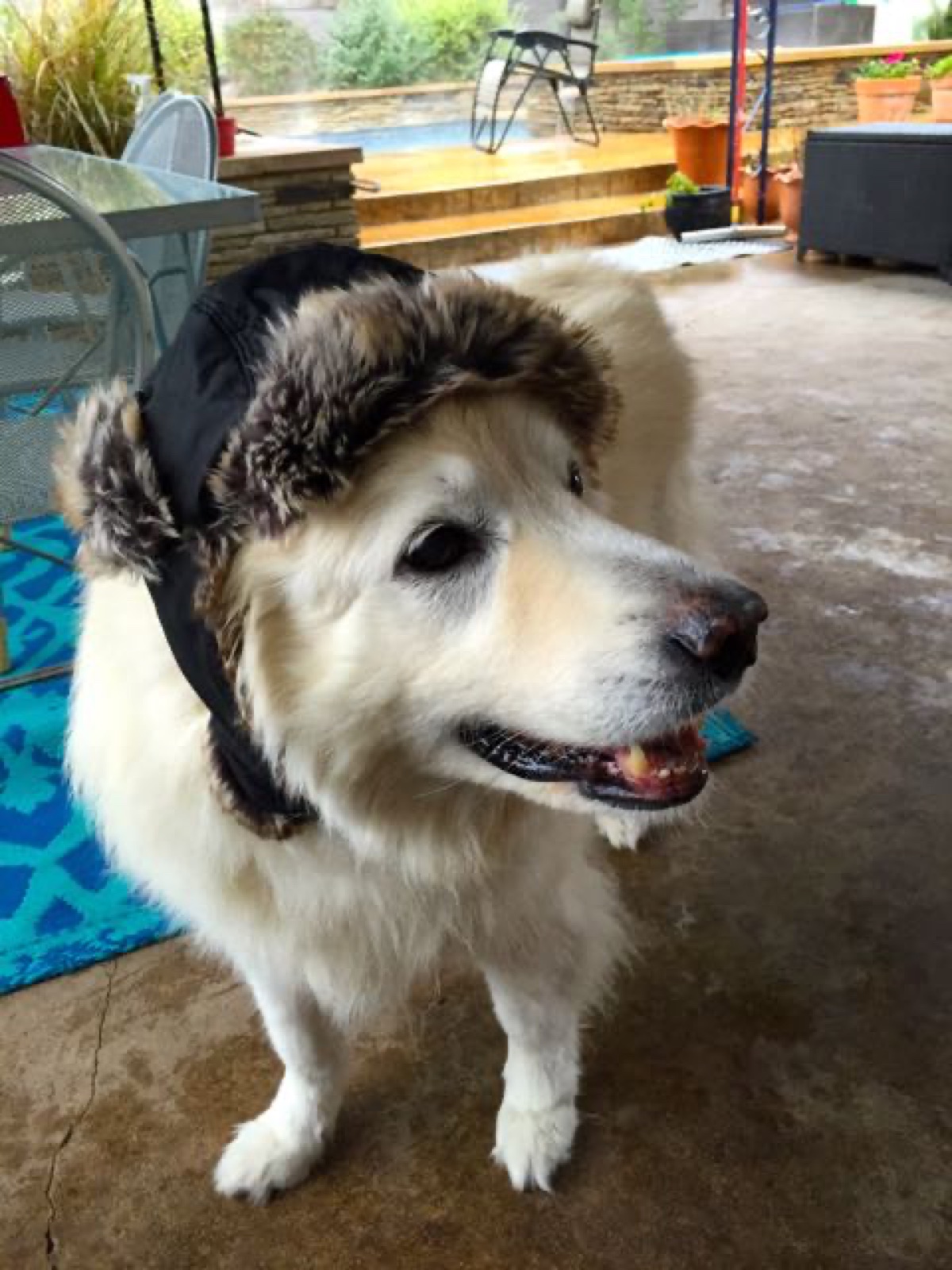 Polar Bear Mickey