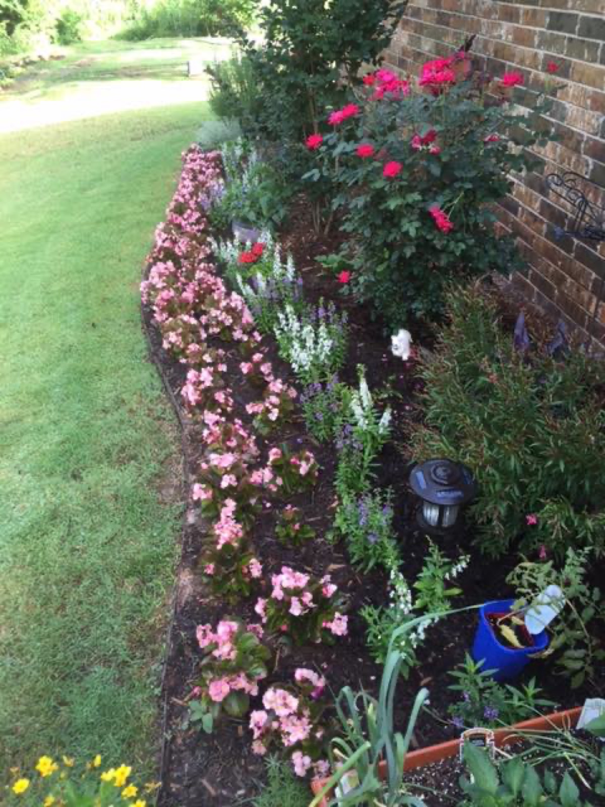begonia border