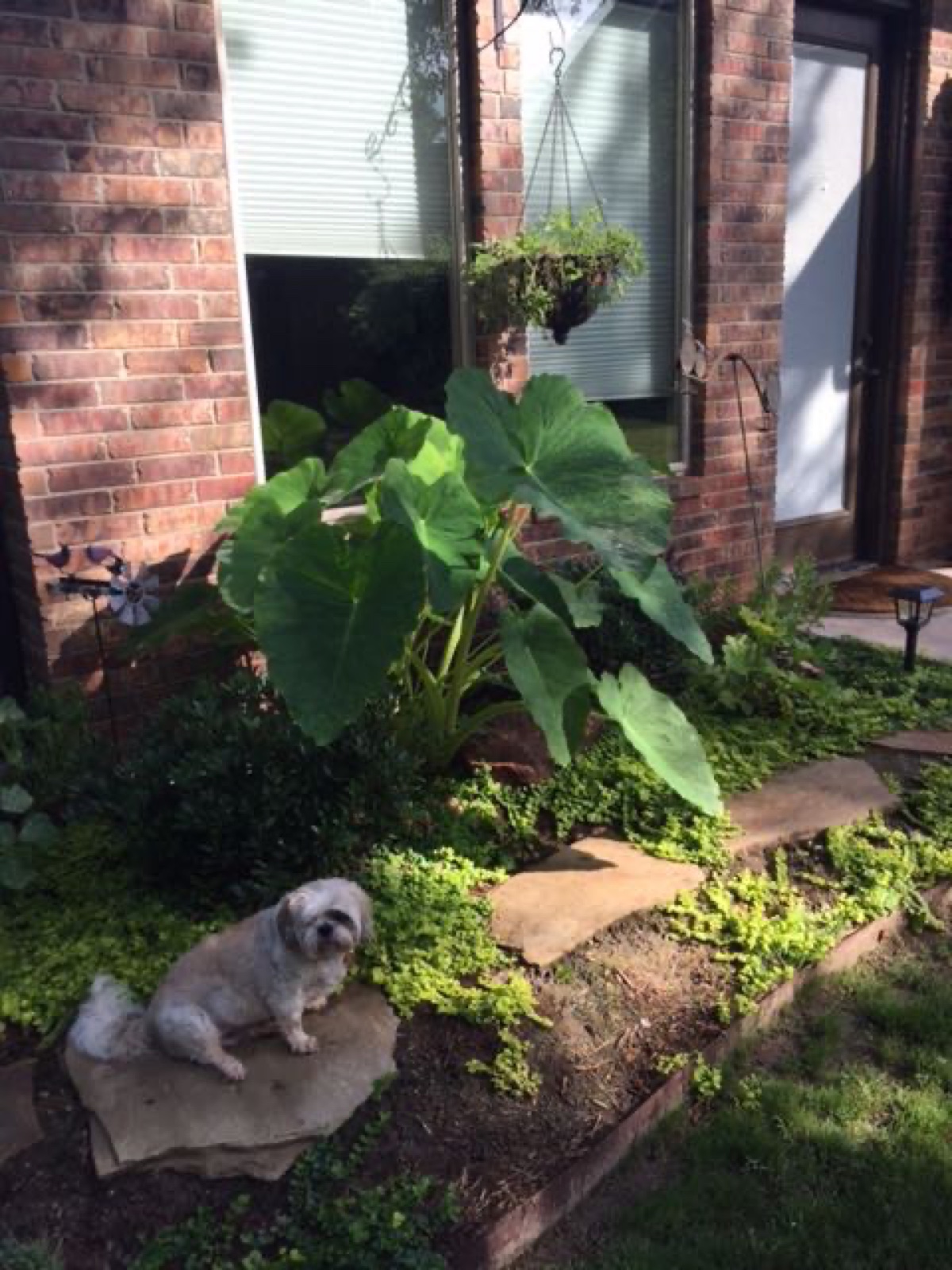 elephant ears