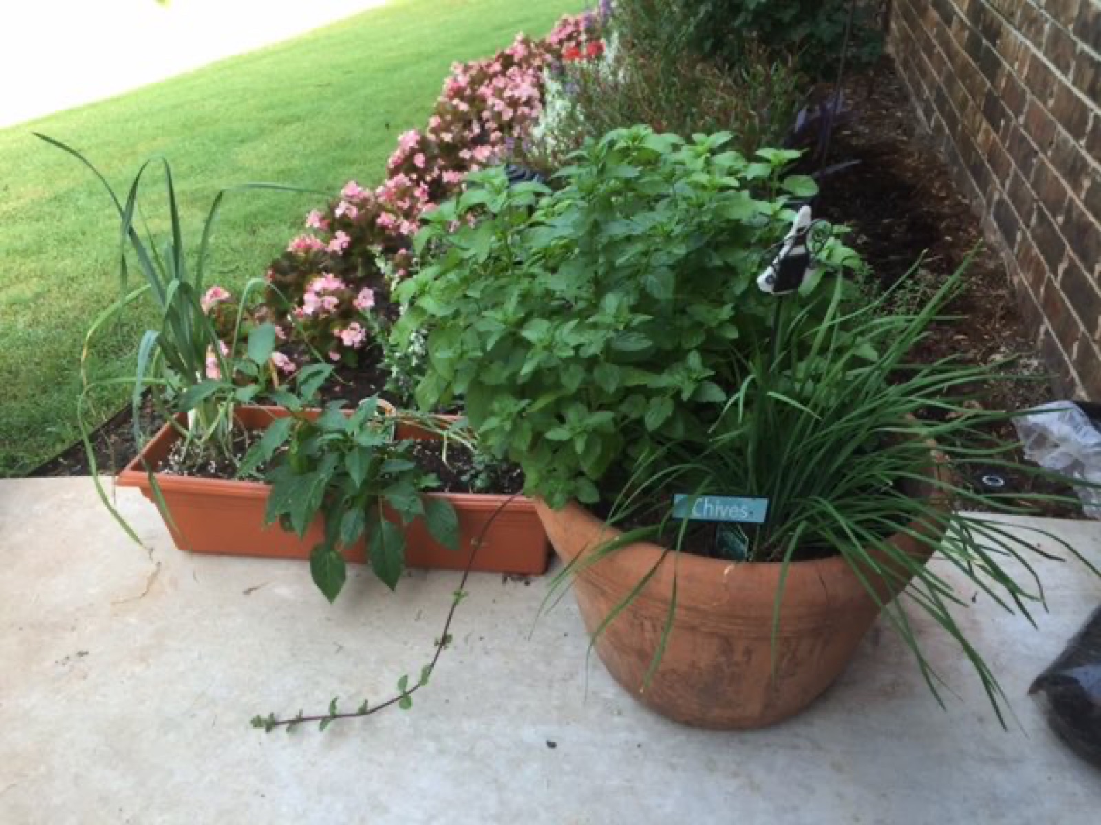 herb pots