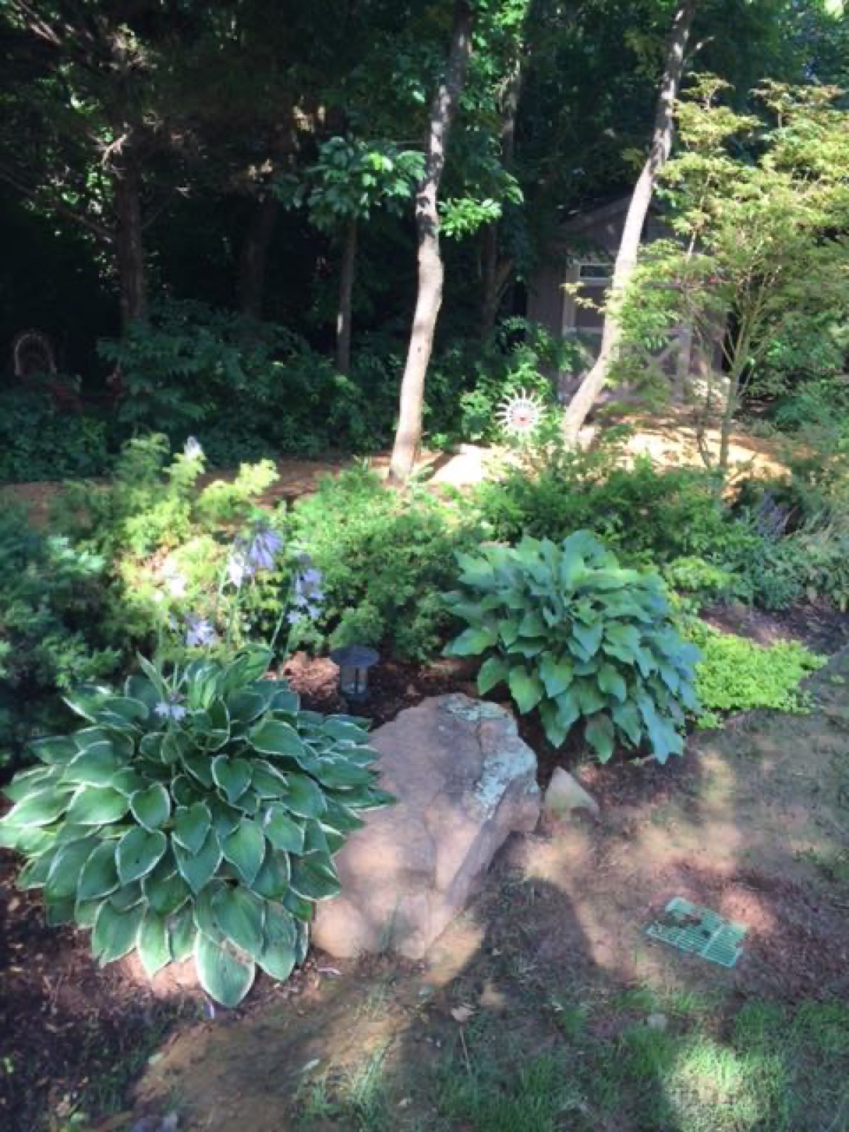 hosta envy