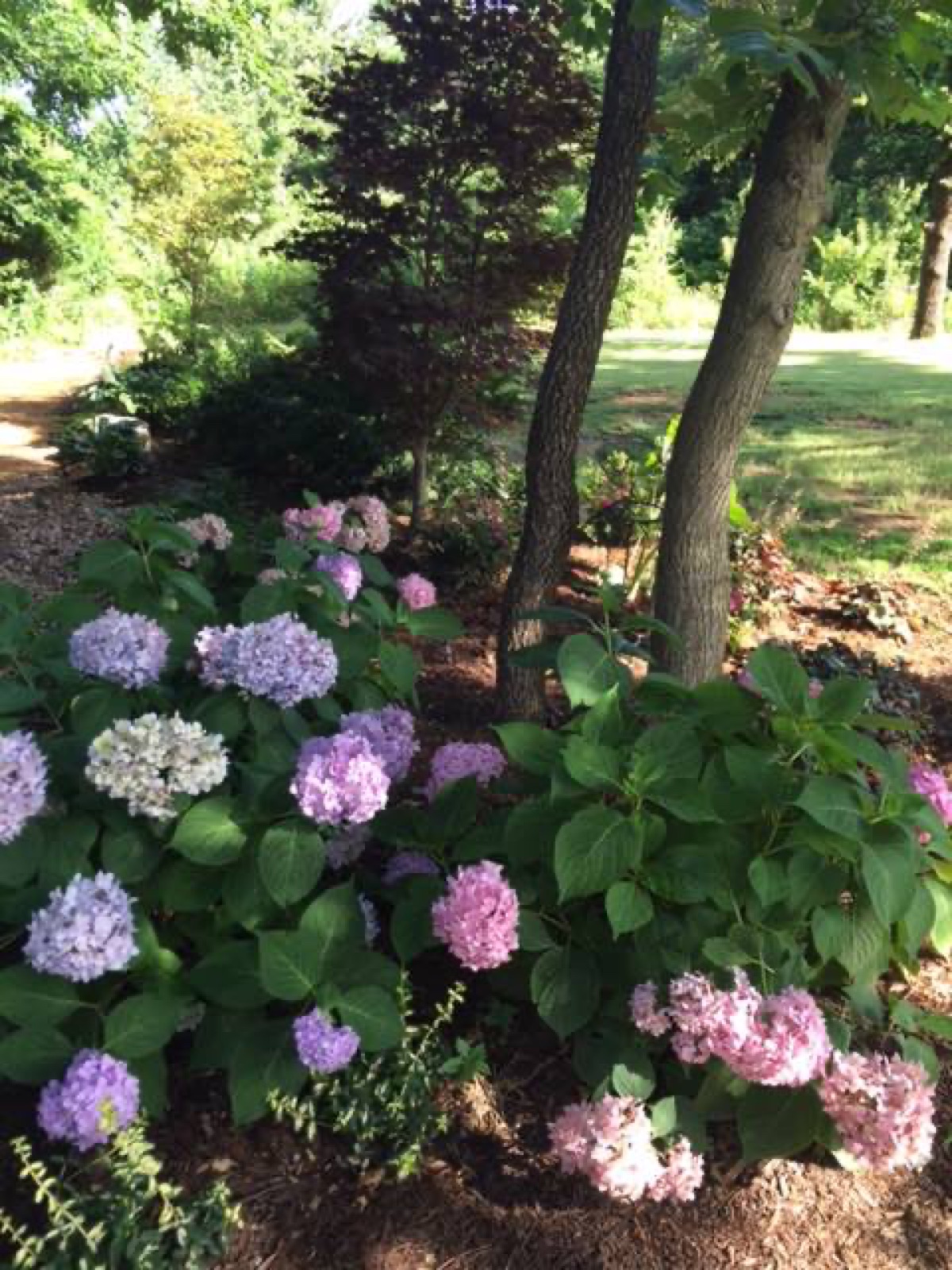 hydrangea envy