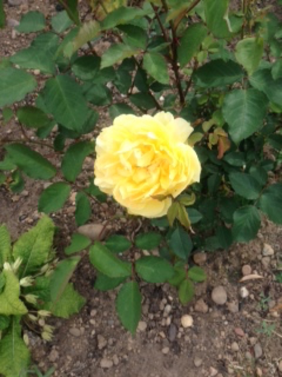 katies molinuex rose