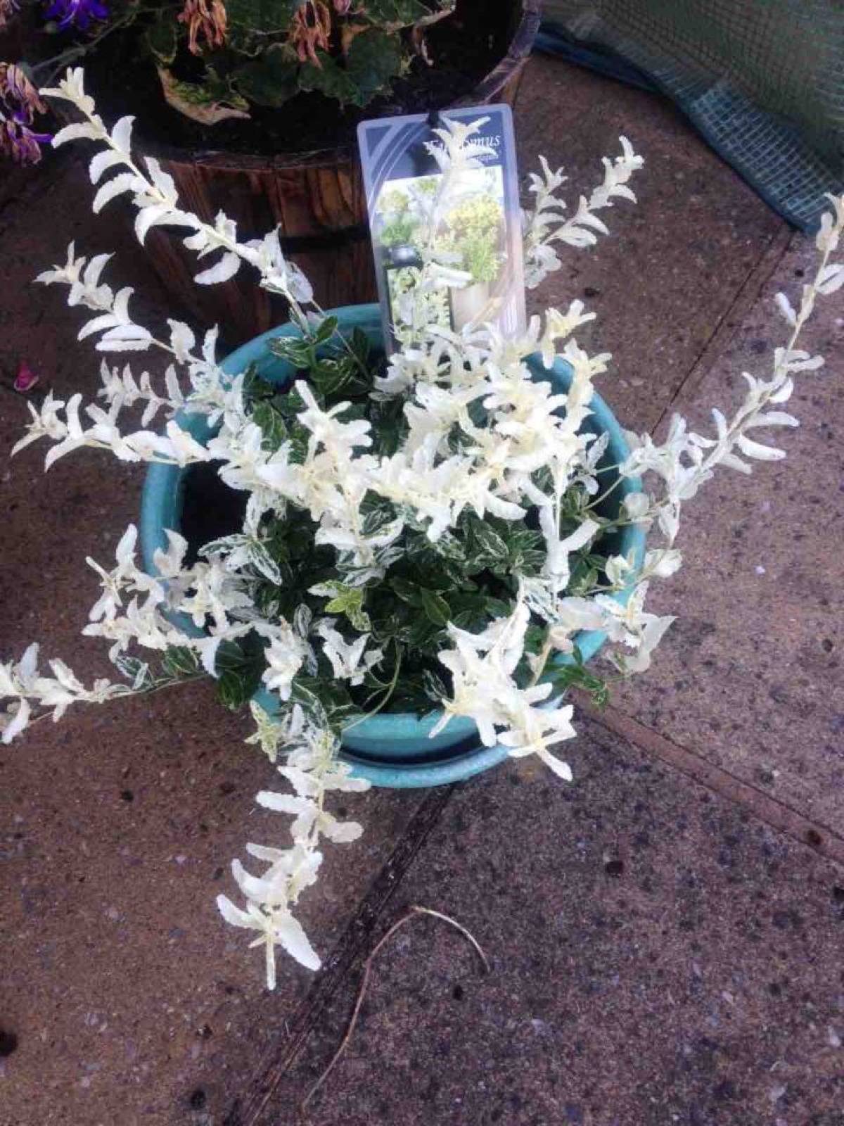 new plant II