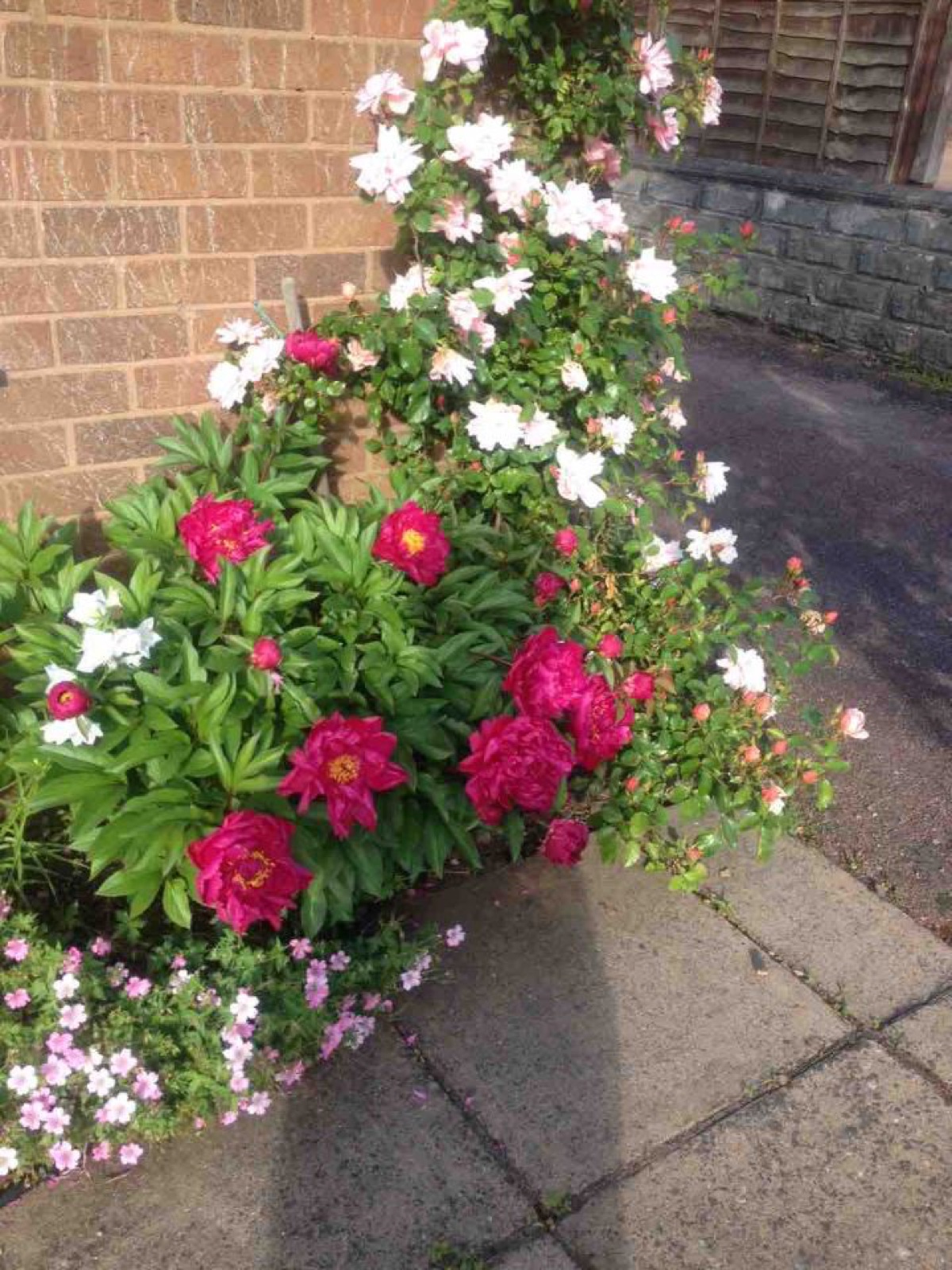 peony and wood road rose
