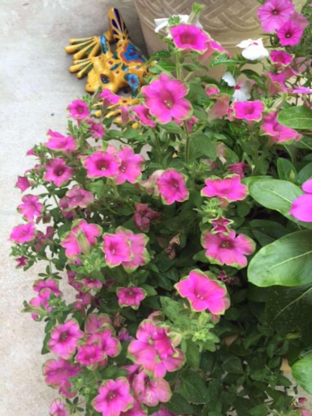 pink and green petunia