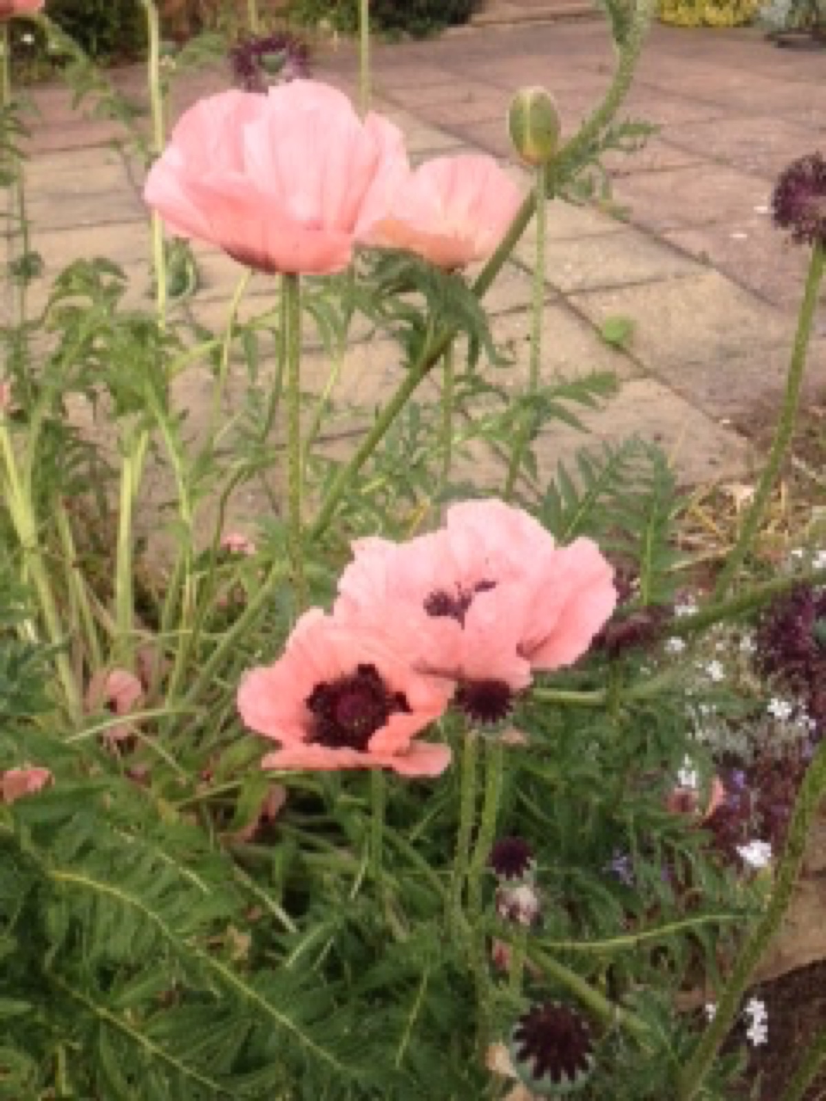 pink poppy from jennifer