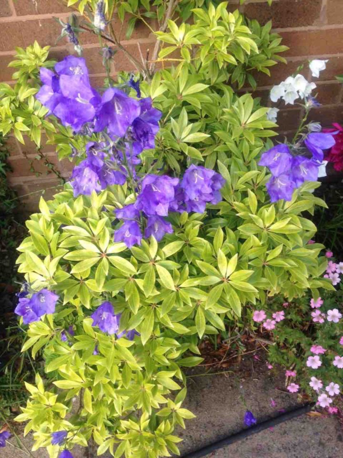 purple climber