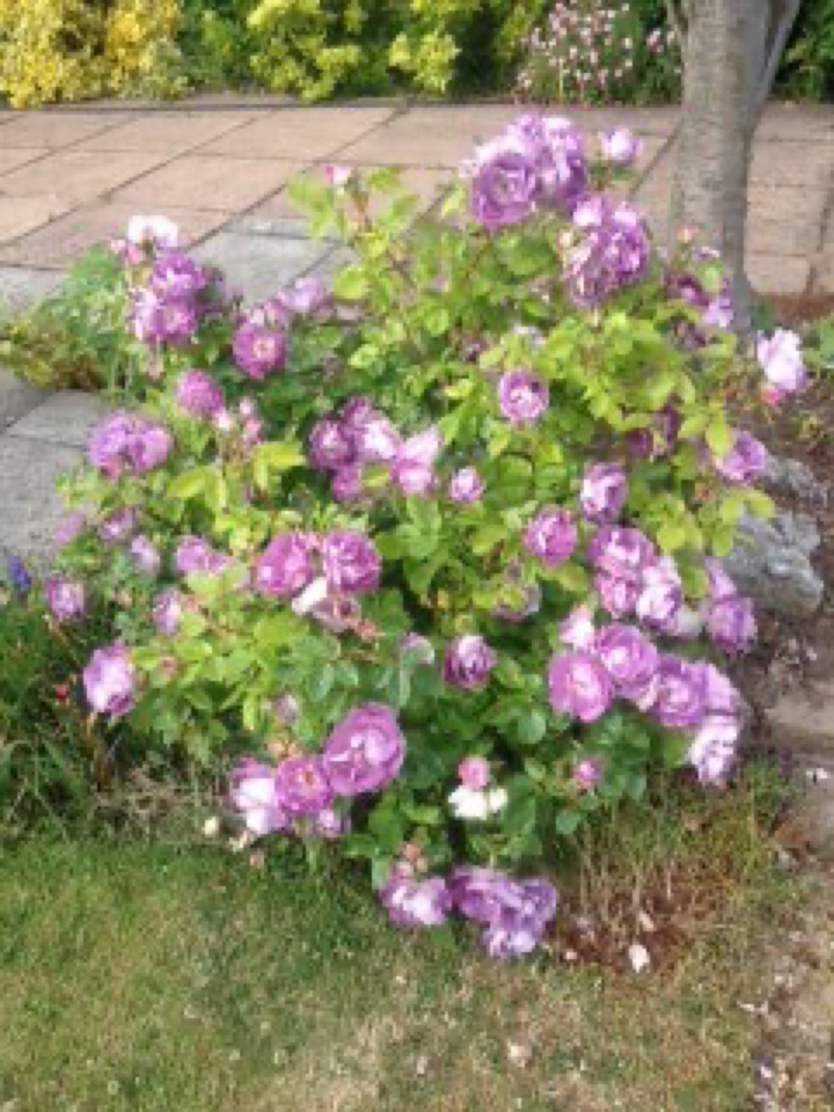 purple rose