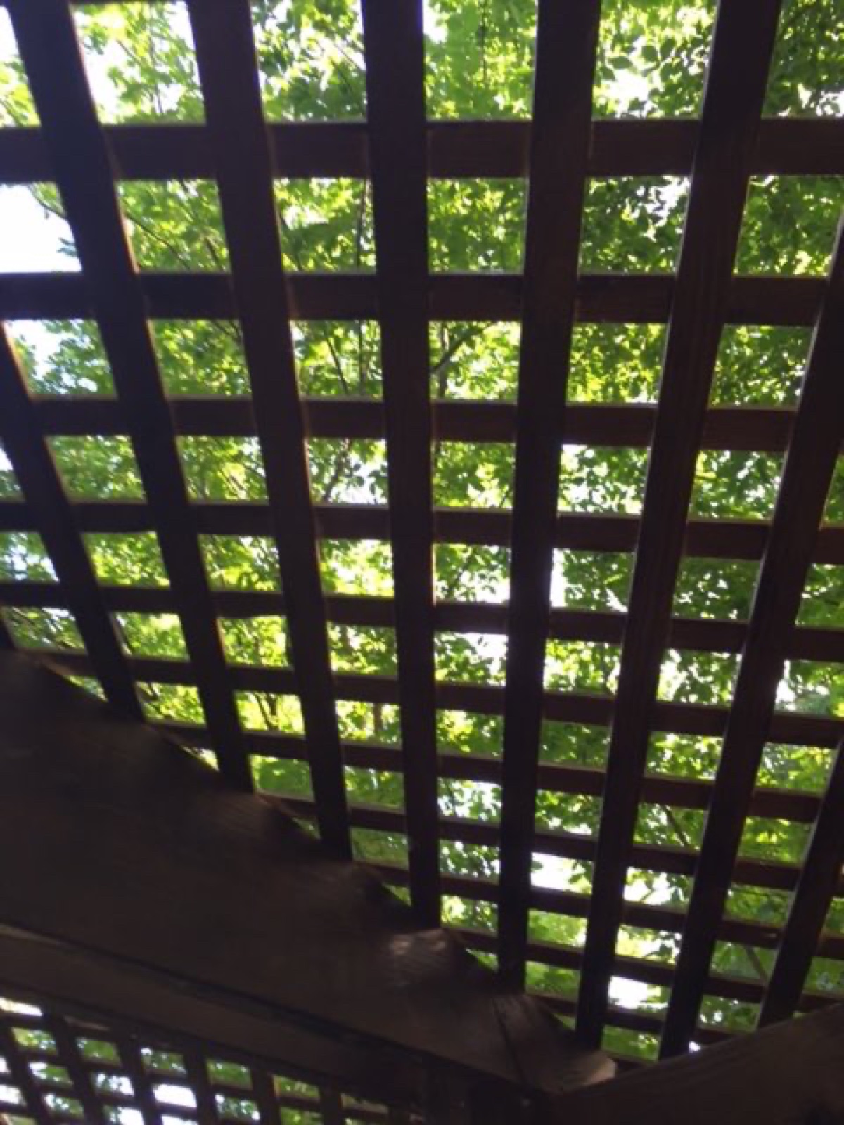 trellis bridge
