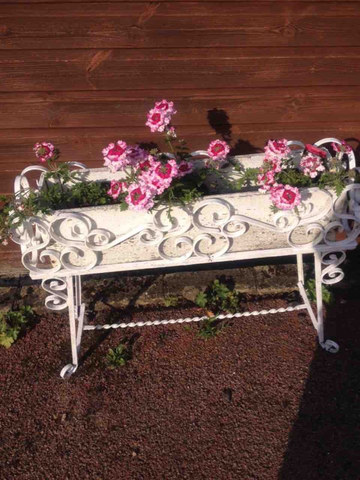 verbena in Sylvia's plant stand